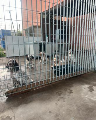 Cuccioli Setter Inglese