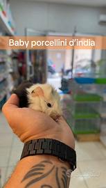 Porcellino d'india