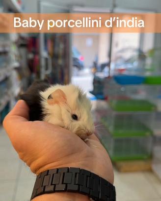 Porcellino d'india