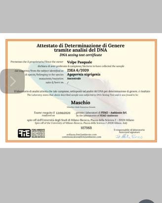 Pappagallo inseparabili