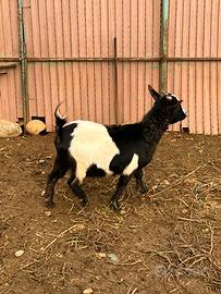 Capre femmine tibetane