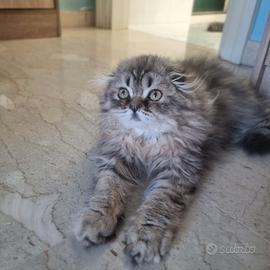 Scottish fold highland