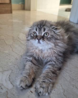 Scottish fold highland