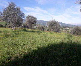 Ascoli Piceno terreno agricolo Uliveto