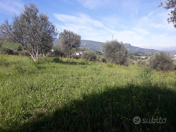 Ascoli Piceno terreno agricolo Uliveto