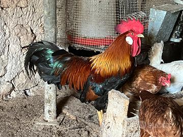 Gallo livornese
