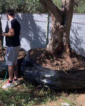 U.L.I.V.I rigogliosi