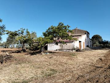 Casolare rurale da ristrutturare con uliveto
