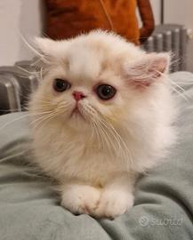 Cucciolo gatto persiano bianco crema