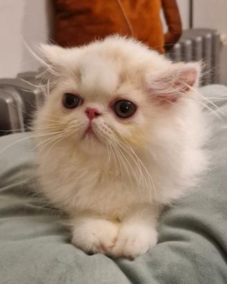 Cucciolo gatto persiano bianco crema