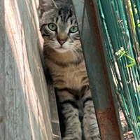 Gattino tigrato Senigallia da gattile