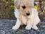 Immagine 5