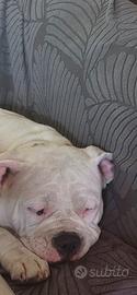 American bully