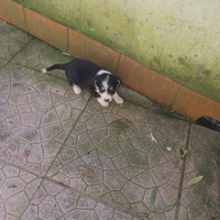 Cucciolotta di Jack russell