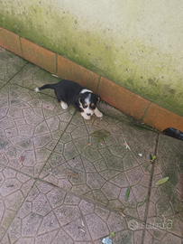 Cucciolotta di Jack russell