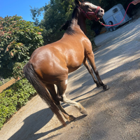 Cavallo