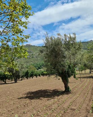 Terreno agricolo 4897 mq - bellona