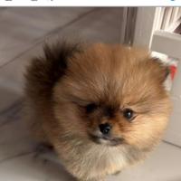Spitz pomerania nano