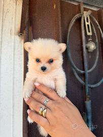 Spitz Pomerania mini toy