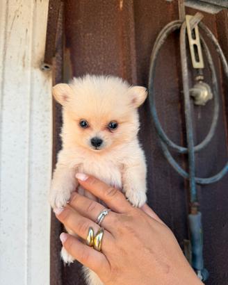 Spitz Pomerania mini toy