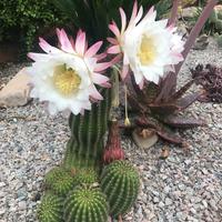 3  diverse piante grasse