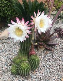 3  diverse piante grasse