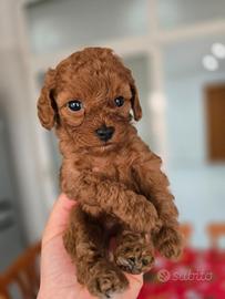 Barboncini toy e mini