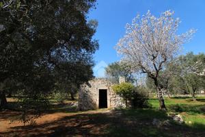 RUSTICO A CEGLIE MESSAPICA