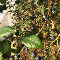 Piante mirtillo varieta Last Call