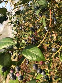 Piante mirtillo varieta Last Call