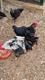 Marans polli galli galline uova cioccolato 