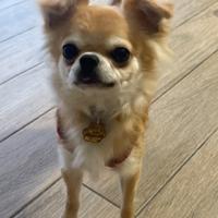 Chihuahua pelo lungo