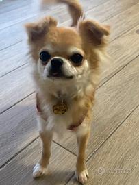 Chihuahua pelo lungo