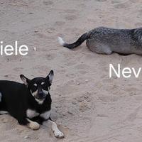 Miele e Neve sognano una casa tutta per loro