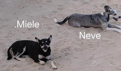 Miele e Neve sognano una casa tutta per loro