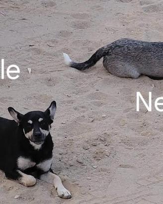 Miele e Neve sognano una casa tutta per loro