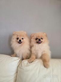 Pomerania femminucce pedigree e ci