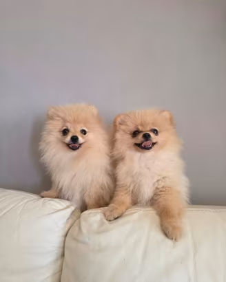 Pomerania femminucce pedigree e ci
