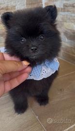 Spitz
