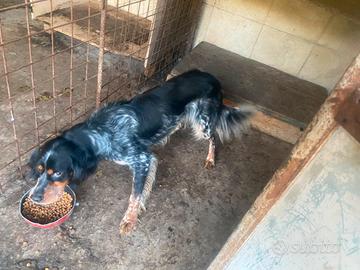 setter inglese