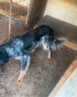setter inglese