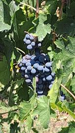 uva per vino