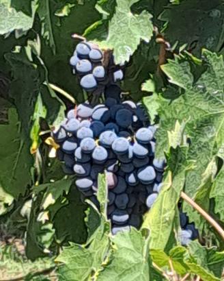 uva per vino