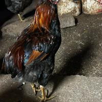 Gallo
