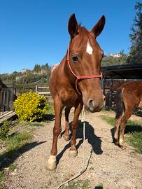 Cavalla quarter x appalosa con puledro