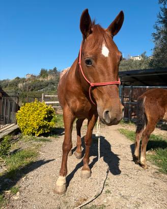 Cavalla quarter x appalosa con puledro