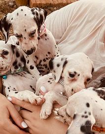 Cucciolata Dalmata pedigree