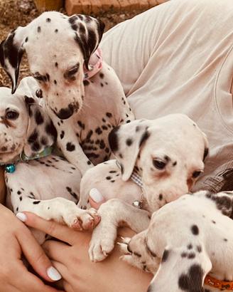 Cucciolata Dalmata pedigree