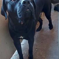 Cane corso