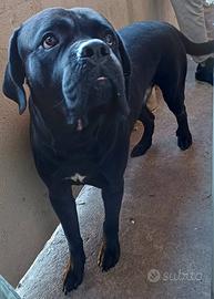 Cane corso